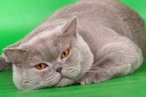 Фото лиловых британцев: взрослые лиловые британские коты и кошки     